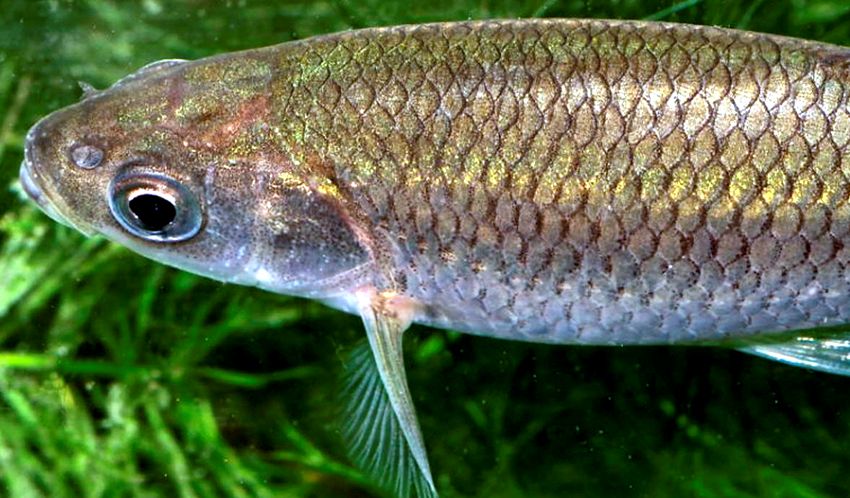 Squalius valentinus_05.jpg